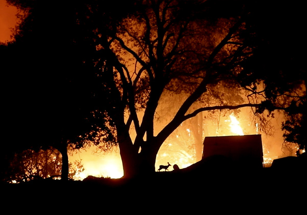 A deer flees the oakfire burning west of Yosemite National Park in Mariposa, Calif