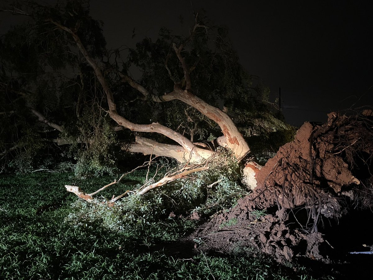 Trees down from the storm at Apache Junction City Hall