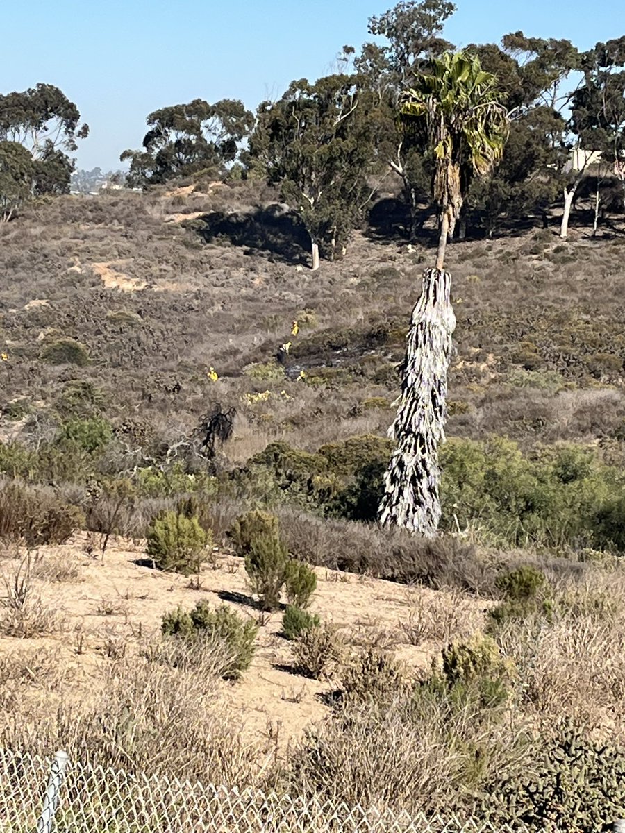 A small brush fire broke out near 2400 Palm Av (South Bay) in a canyon at 12:20 Thursday afternoon.