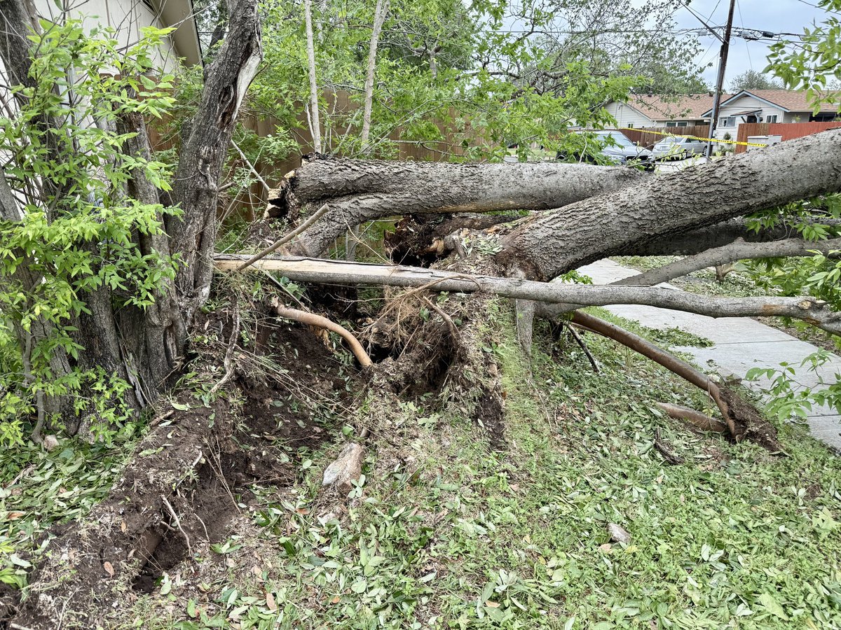 A downed tree is continuing to block two lanes of Steck Avenue at the intersection of Briarwood Lane in North Austin. East-west traffic is taking turns getting past the tree on this popular road